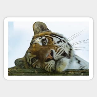 Tiger Portrait Sticker